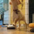 Pet Training Bells Cute Claw Print Dog Potty Training Bells Communication Dog Interactive Toys Pet Training Supplies
