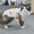 Cat Postsurgery Spayneuter Clothes Anti Licking Anti Shedding Anti Hair Weaning Physiological Pants Pet Clothes Mother Cat